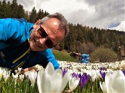 Spettacolo di crocus ai prati della Pigolotta di Valtorta il 26 aprile 2018 - FOTOGALLERY